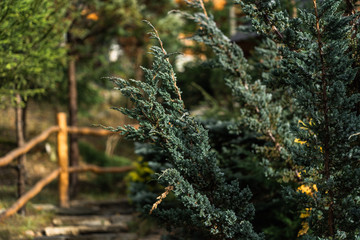 Obraz premium Cypress cedar tree branch.Thuja occidentalis bush is evergreen coniferous tree cypress family Cupressaceae. Conifer cedar thuja leaf green texture.Green coniferous branches of a bush as a background