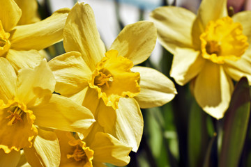 yellow daffodils in the garden