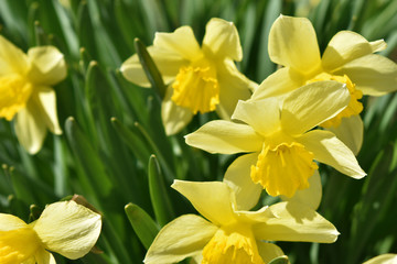 Obraz na płótnie Canvas yellow daffodils in the garden