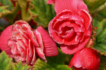rose in the garden