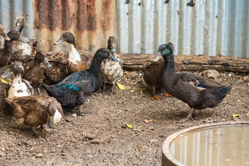 Fototapeta premium Group of ducks in farm, traditional farming in Thailand, animal farm.