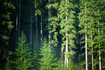 Outdoor photo, green coniferous forest with fir trees and pine trees lightened by sunlight