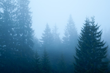 Fototapeta na wymiar Foggy landscape spruce forest covered in fog and sky is clouded. Photo in cool blue shades