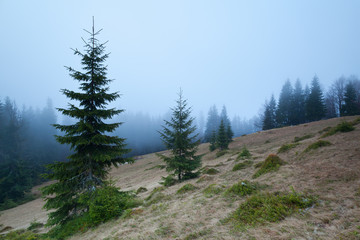 Foggy landscape spruce forest covered in fog and sky is clouded. Photo in cool blue shades