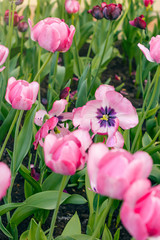 blossom springtime concept. spring colorful tulips on meadow. bright flowers nature background. spring season.