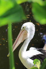 potrait of nature swan in lake