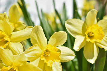 yellow daffodils on green background