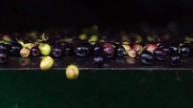 Raccolta oliva