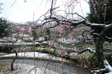 雪の中の枝垂れ桜