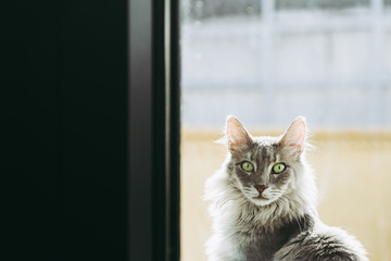 Portrait d'un chat angora main coon	derrière une fenêtre