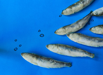 Small fish on a blue background. Frozen fish. Top view isolated on blue. Frozen fish swims on a blue background. Place for text
