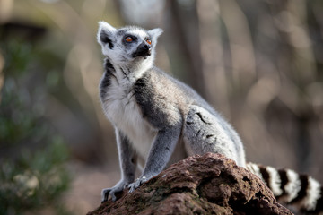 Retrato de un lemur de cola anillada (Lemur Catta