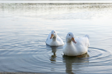 Familia de patos en el lago