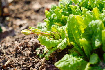 Spring buds of primrose. Primrose buds are ready for spring flowering.