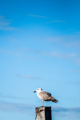 Mouette rieuse posée sur un poteau en bois en bord de mer
