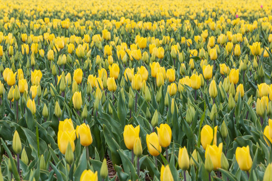 Yellow tulips flowers blooming on a field in Netherlands