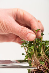 Close up view of woman cutting microgreens with scissors isolated on grey