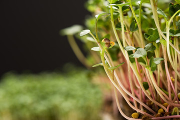 Close up view of microgreens isolated on black