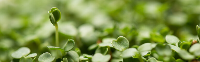 Close up view of leaves of microgreens, panoramic shot