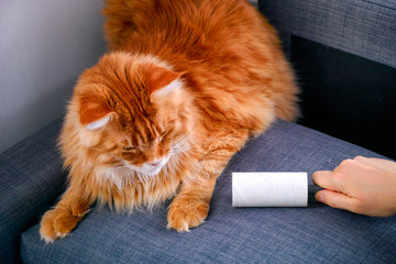 Woman hand with Lint roller removing animal hairs and fluff from furniture. Ginger cat lying near.