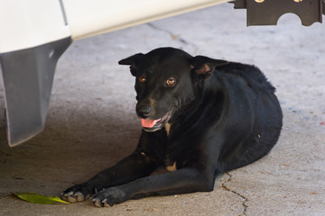 The dog on the ground.
