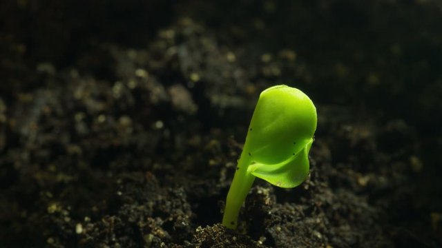 Pflanzen Zeitraffer, Leben beginnt, Boden wachsen, Radieschen wachsen