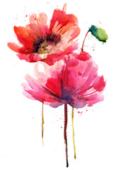 Poppy, painted in watercolor isolated on white background. Watercolor illustration.