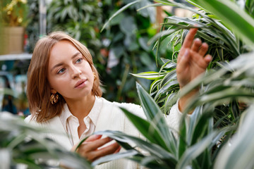 Gardening, planting concept. Pretty woman in white knit cardigan choosing Dracaena plants for her...