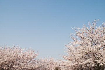 青空と桜