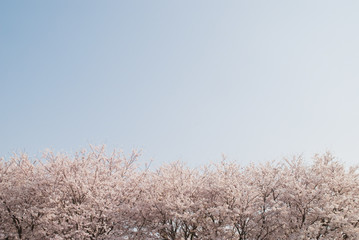 青空と桜