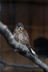 The Eurasian skylark Alauda arvensis sits on the tree. A large plan and a detailed photo Nature and fauna concept. Animals planet.