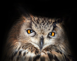 large eagle-owl closeup on dark background