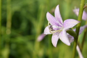 purple flower in the garden in the raindrops