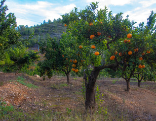 Fototapeta na wymiar Mandarin or tangerine fruit garden.Spain November