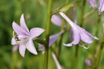 purple flower in the garden in the raindrops