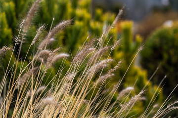 Ripe spikelets of ripe wheat. Closeup spikelets on a wheat field against a blue sky and white clouds. Harvest concept. The main focus is on the spikelets, foreground.