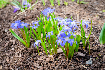 Spring flower, Glory of the snow, flowering in the home garden.