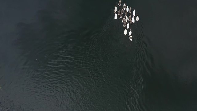 Aerial view of a flock of white and gray ducks floating on a river surrounded by trees