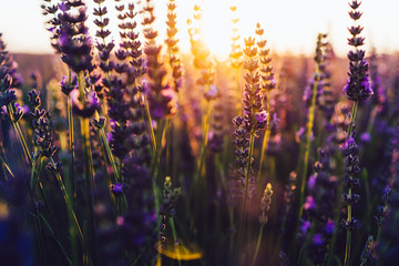 Beautiful lavandula rows on flowers fields during summer time with light breathtaking sunset,...