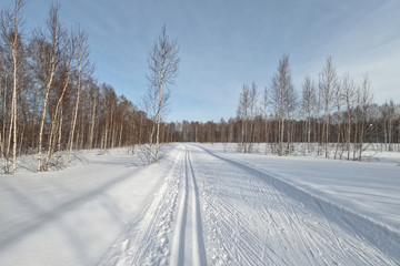 Fototapeta na wymiar Ski track in a forest among birches in the countryside for sporting events, Novosibirsk, Russia