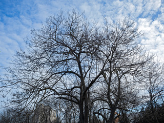 The Bare, Dark Branches of the Tree Stretch to The Azure Sky and Curly Clouds. Branches Form a Thick, Tangled Weave