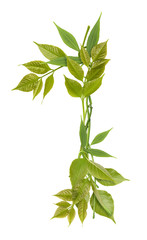 Fototapeta premium Number one from branches and green leaves isolated on white
