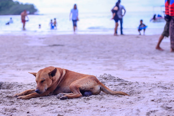 Lonely dog ​​with sand and sea