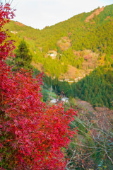 Iya Valley, Shikoku, Japan