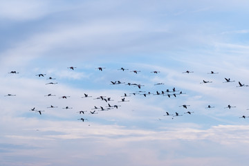 Fototapeta premium Flamingos flying over Salt lake in Larnaca, Cyprus