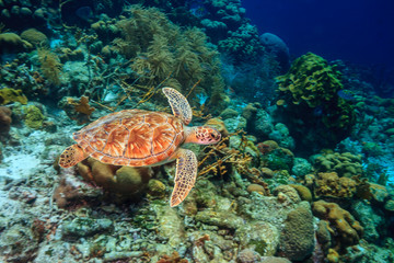 Fototapeta na wymiar Caribbean coral garden green turtle