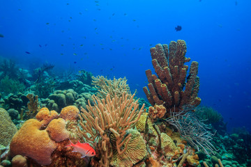 Caribbean coral garden