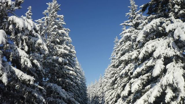 Breathtaking fly over frozen snowy fir and pine trees . Nature concept. Winter time, coziness, enjoying the landscape. No people around, wild nature.