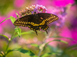 Black swallowtail butterfly in summer