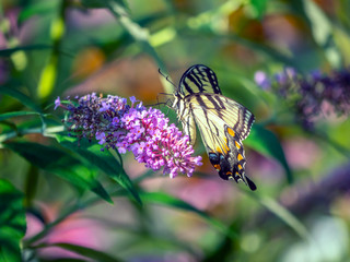 Papilio glaucus, eastern tiger swallowtail,